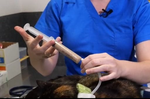 Giving your Cat Food Via Their Oesophogostomy Tube Giving your Cat Food Via Their Oesophogostomy Tube